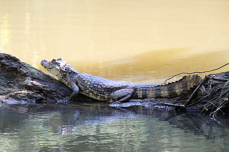 crocodile on waterside at daytime thumbnail