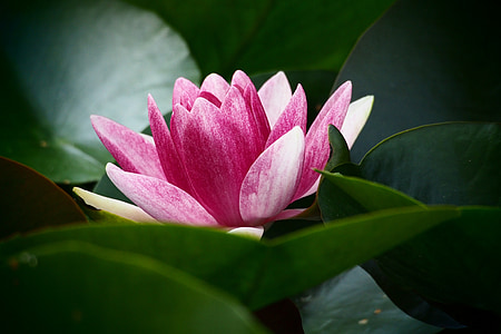 pink and white petaled flower thumbnail