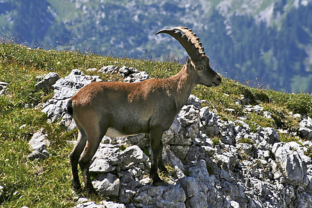 ibex goat standing on cliff thumbnail