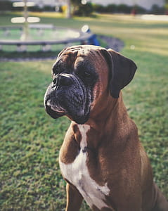 brown bulldog sitting on grass thumbnail