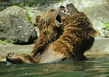 two brown bears fighting on body of water thumbnail
