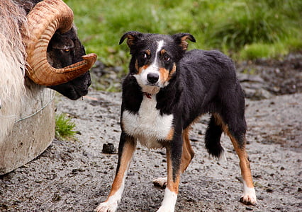adult black and white beauceron standing in front of white ram close-up photo thumbnail