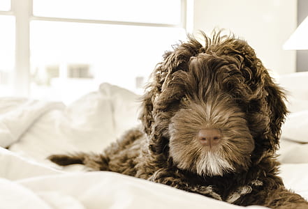 Brown and White Portuguese Water Dog Puppy thumbnail