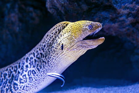 black and grey sea eel selective focus photography thumbnail