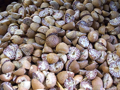 brown snail lot thumbnail