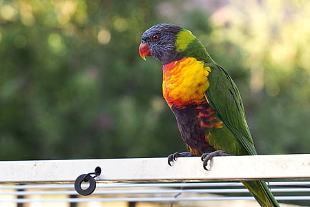 red, yellow, and green pet bird thumbnail