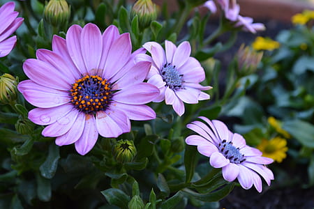 close-up of purple daisy flowers thumbnail