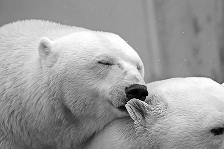 two white polar bears thumbnail