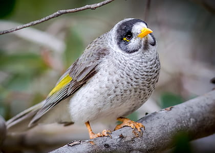 white bird on gray tree branch thumbnail