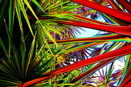 selective focus photo of multicolored leaves thumbnail