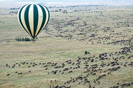 photo of yellow and black hot air balloon thumbnail