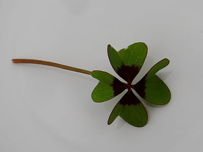 green clover thumbnail