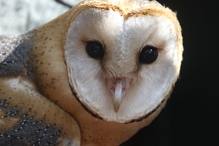 Photo of White and Brown Owl thumbnail