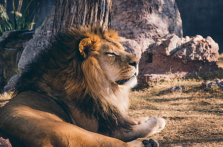 lion sitting in front of rock formation thumbnail