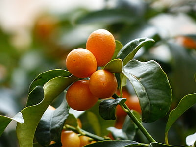 orange fruits thumbnail