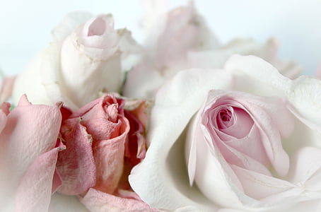 white and pink rose flowers thumbnail