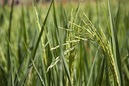 selective focus photography of rice plant thumbnail