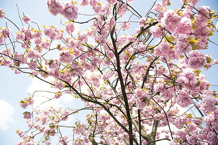 worm's eye view photo of cherry blossom tree under clear blue sky thumbnail
