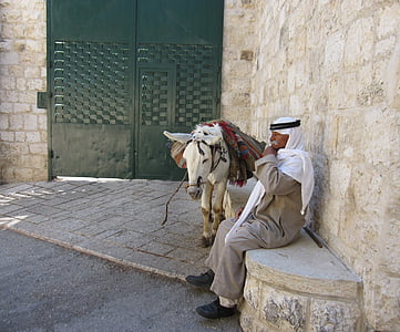 man sitting on bench beside white horse thumbnail