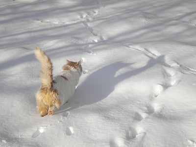 cat walking on sand thumbnail