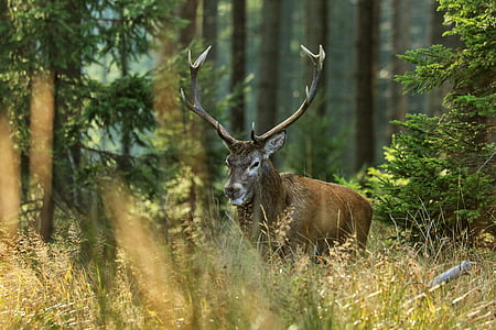 brown buck near green leaf plant thumbnail