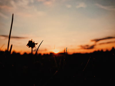 silhouette of clover flower at sunset thumbnail