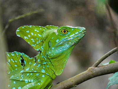 shallow focus photography of green lizard thumbnail