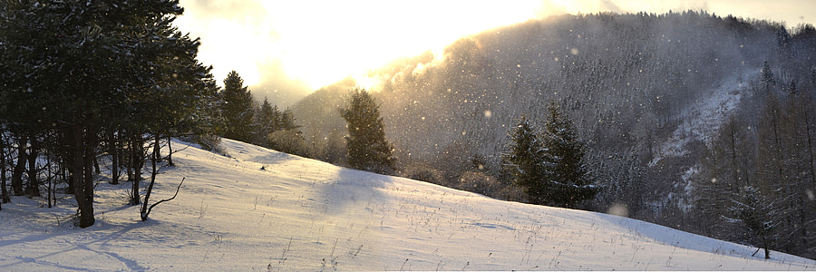 trees in snowfield during daytime thumbnail