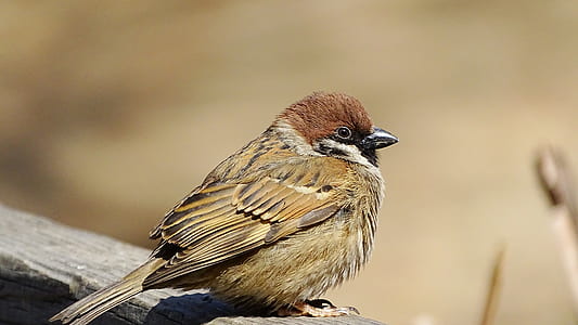 brown bird thumbnail
