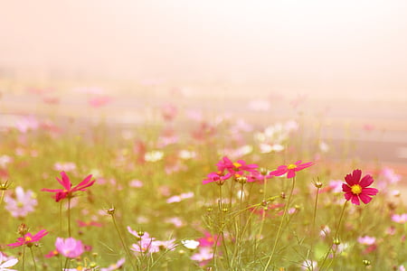 pink and red cosmos flower photography thumbnail