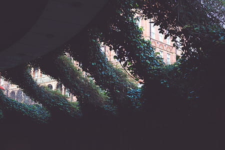 dark, leaves, plants, vines thumbnail