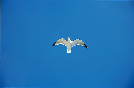worm's-eye view photography of white seagull under clear blue sky thumbnail