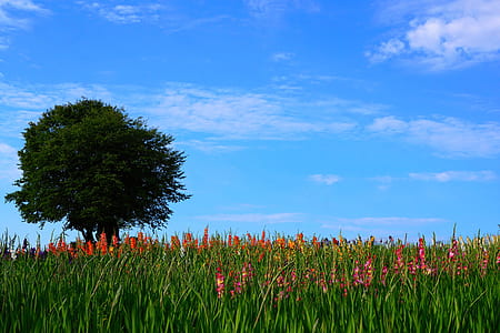 red and pink flower filed near tree under blue sky thumbnail
