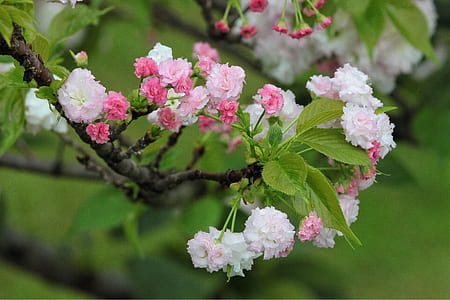 white petaled flower thumbnail
