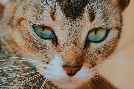 brown tabby cat thumbnail