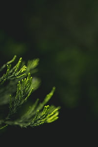 green leafed plant thumbnail