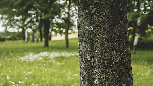 nature, forest, trees, grass thumbnail