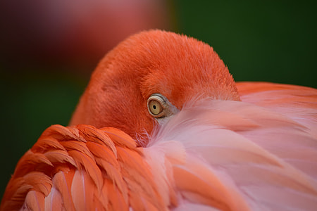 red bird shallow focus photography thumbnail
