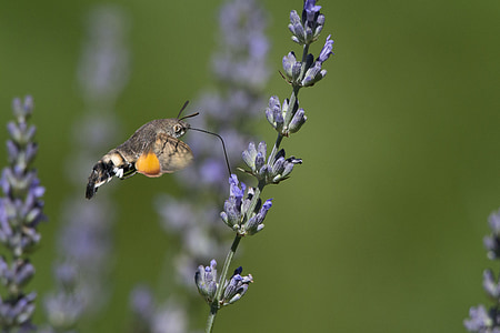 brown and black hummingbird moth near lavender selective focus photography thumbnail