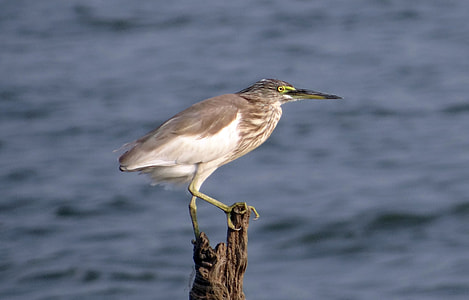 Indian Pond Heron, Paddybird thumbnail