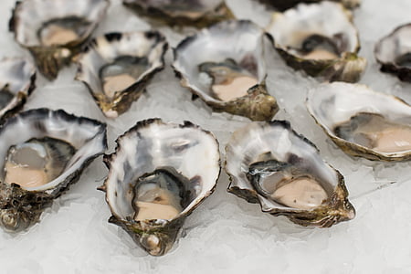 raw oysters with ice thumbnail