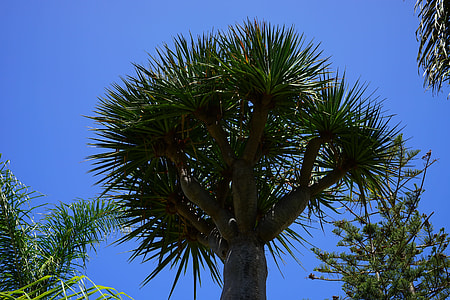 Tree, Canary Island Dragon Tree thumbnail