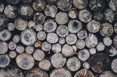 closeup photography of pile of logs thumbnail