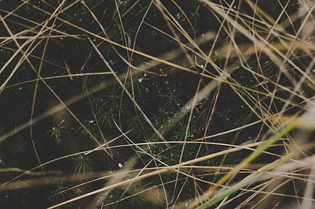 Shallow Focus Photo of Plants thumbnail