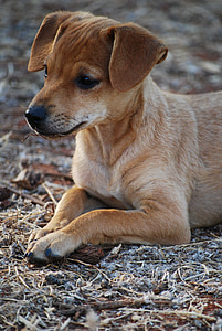 short-coated brown puppy thumbnail