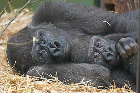 two primates lying down thumbnail