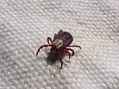 brown and beige insect thumbnail
