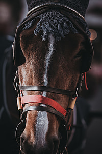 shallow focus photography of horse's head thumbnail