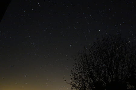 tree under stars at nighttime thumbnail