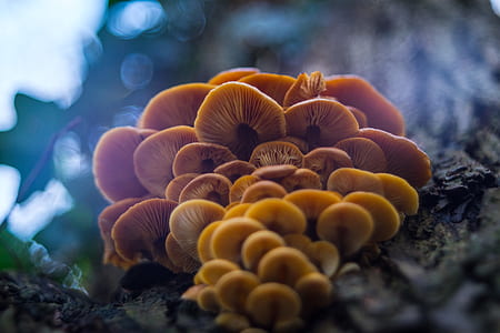 shallow focus photography of orange mushroom during daytime thumbnail